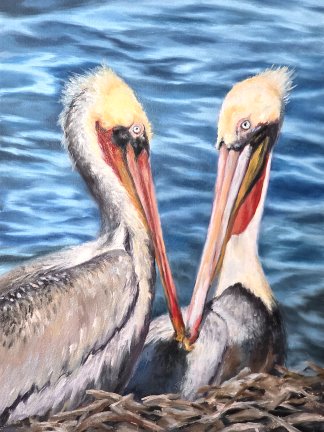 pelican nesting FACEBOOK